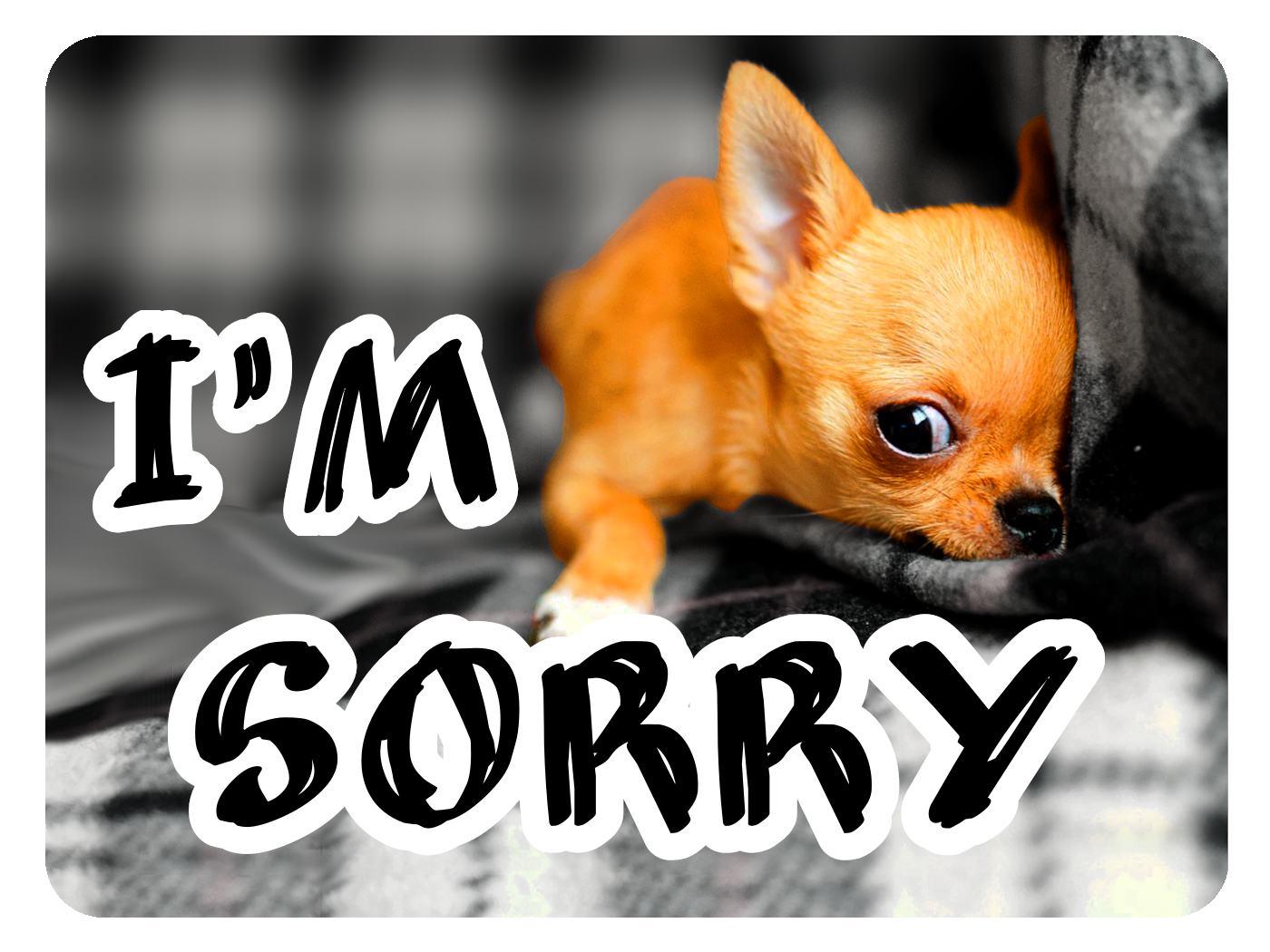 One Sorry Puppy